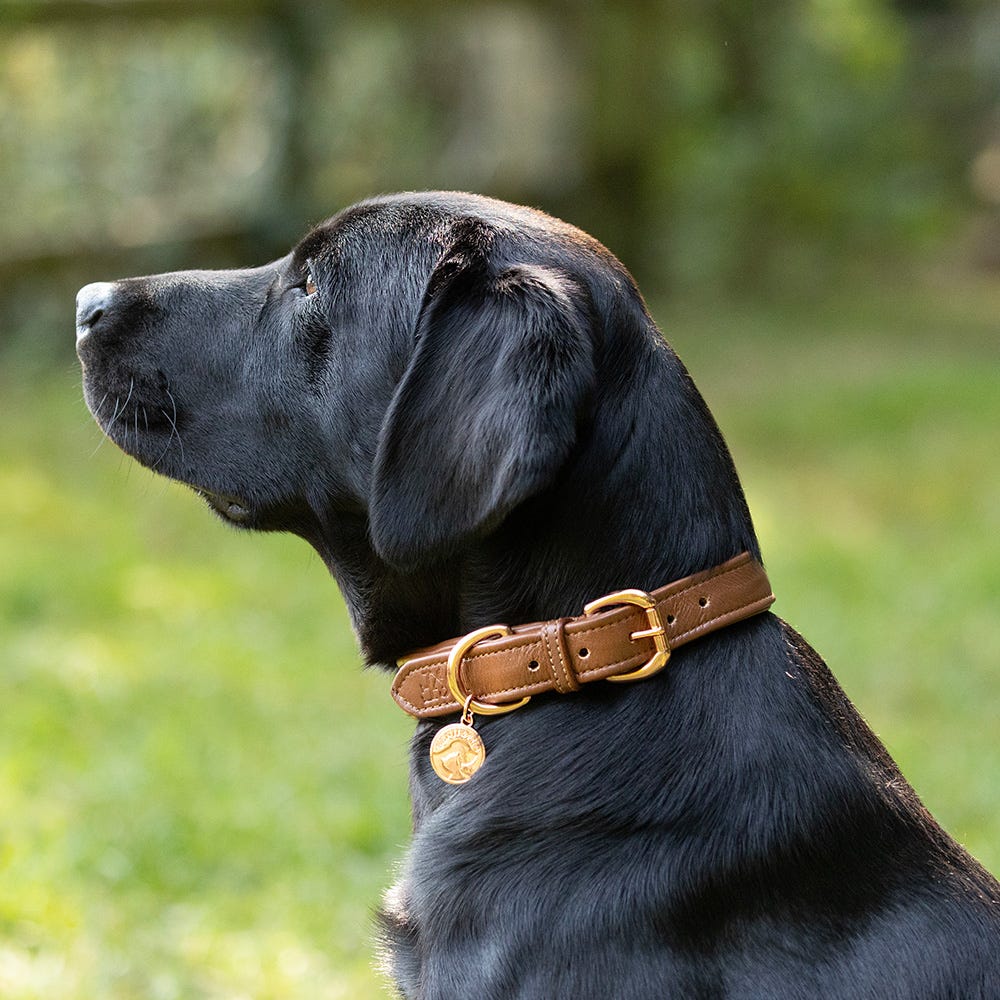 Benji &amp; Flo Deluxe Padded Leather Dog Collar image 5